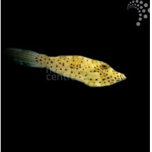 Scribbled Filefish