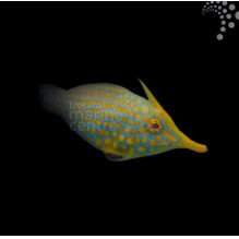 Orange Spot Filefish
