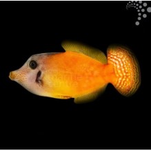 Flame Filefish