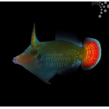 Red Tail Filefish