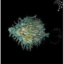 Tassle Filefish