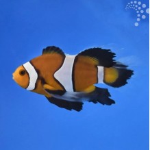Captive Bred Common Clownfish - Common Longfin