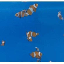 Captive Bred Common Clownfish - Common