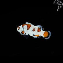 Captive Bred Common Clownfish - Mocha Storm