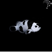 Captive Bred Common Clownfish - Black Storm
