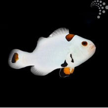 Captive Bred Common Clownfish - Plasma Storm