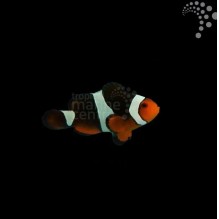 Captive Bred Common Clownfish - Sunset