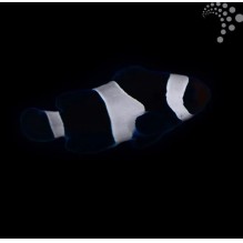 Captive Bred Common Clownfish - Minstrel