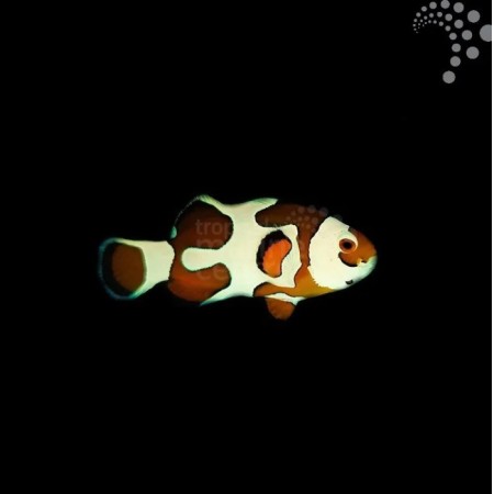 Captive Bred Common Clownfish - Orange Storm