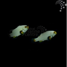 Captive Bred Common Clownfish - Platinum