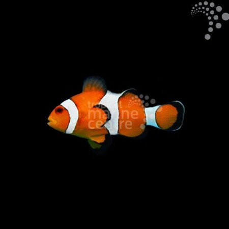 Captive Bred Common Clownfish - Percula
