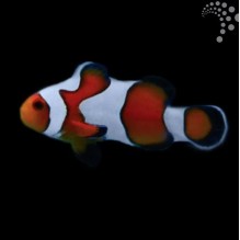 Clownfish
