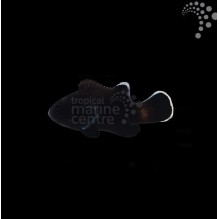 Captive Bred Common Clownfish - Midnight