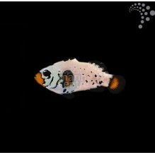 Captive Bred Common Clownfish - Frostbite