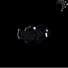 Captive Bred Common Clownfish - Domino