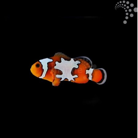 Captive Bred Common Clownfish - Snowflake