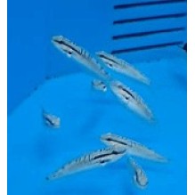 White Watchman Goby