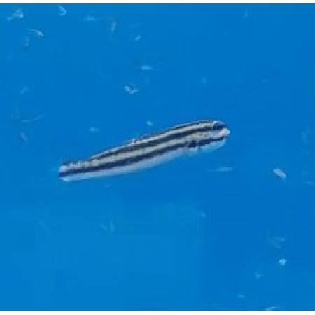 Captive Bred Links Goby