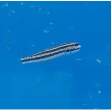 Captive Bred Links Goby