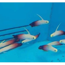 Firefish