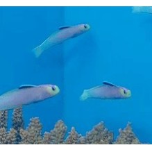 Helfrich's Firefish
