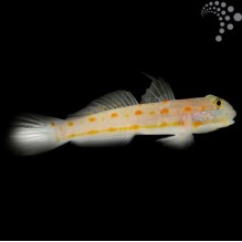 Orange Spot Goby