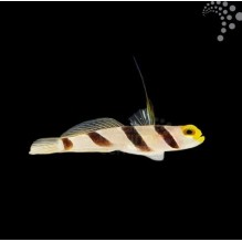 Hi Fin Banded Goby