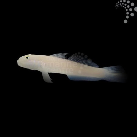 Chalk Goby