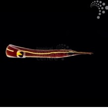Clingfish