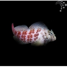 Red Sailfin Goby