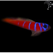 Catalina Goby