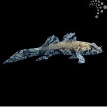 Paddlefin Goby