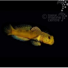Sulphur Goby