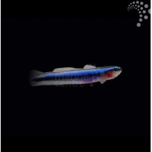 Neon Goby