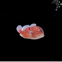 Redf Speckled Coral Goby
