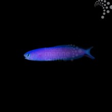 Purple Tilefish