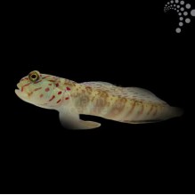 Pink Spot Goby