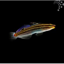 Gold Court Jester Goby