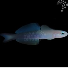 Torpedo Goby
