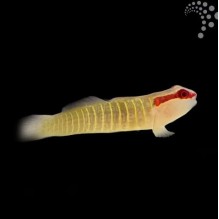 Christmas Goby