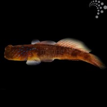 Blue Spot Goby