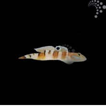 Tiger Goby