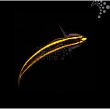 Gold Neon Goby