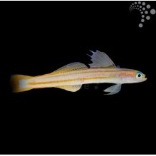 Orange Stripe Gudgeon