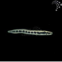 Arrow Goby