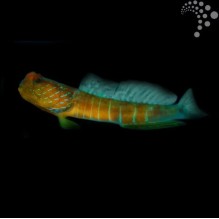 Dragon Goby
