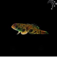 Spotted Mandarin