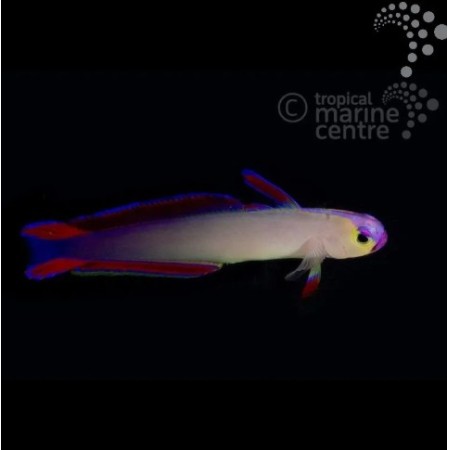 Purple Firefish
