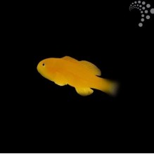 Yellow Goby