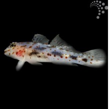 Ghost Goby